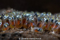 "The new generation" 
Eggs of anemon fish by Oksana Maksymova 
